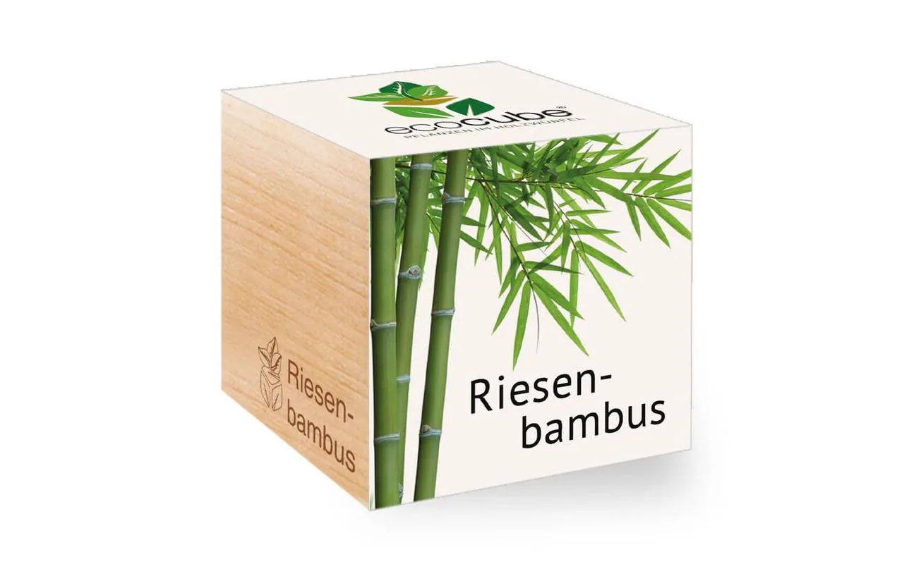 Feel Green Ecocube Riesenbambus